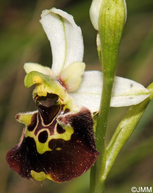 Ophrys temperans