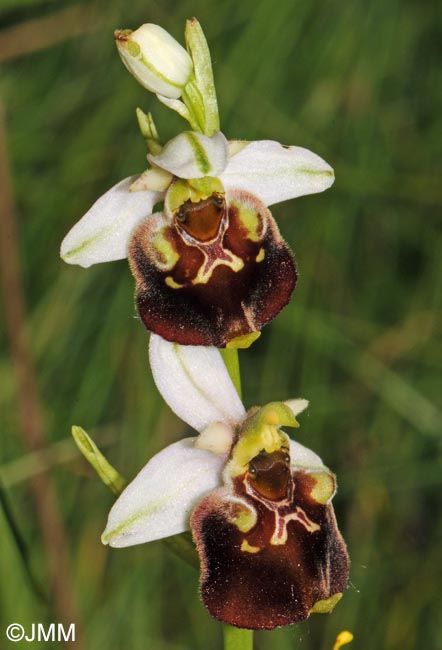 Ophrys temperans