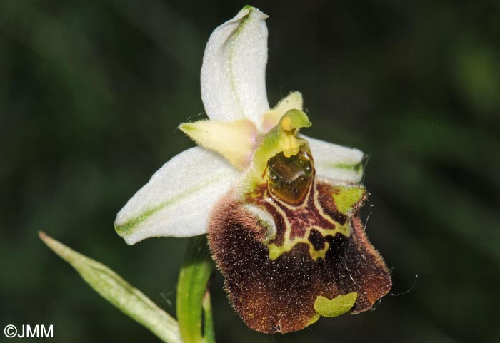 Ophrys temperans