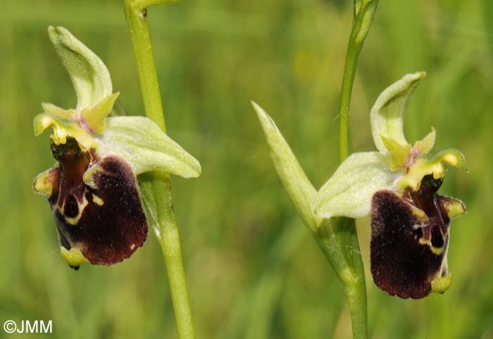 Ophrys temperans