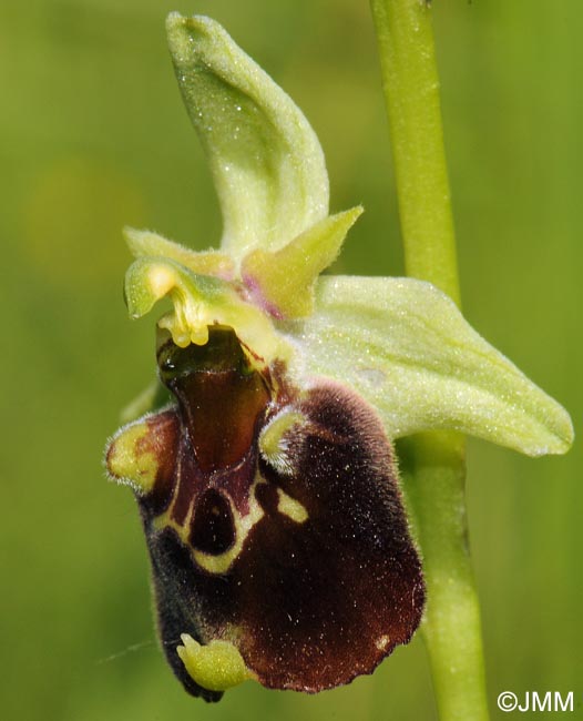 Ophrys temperans