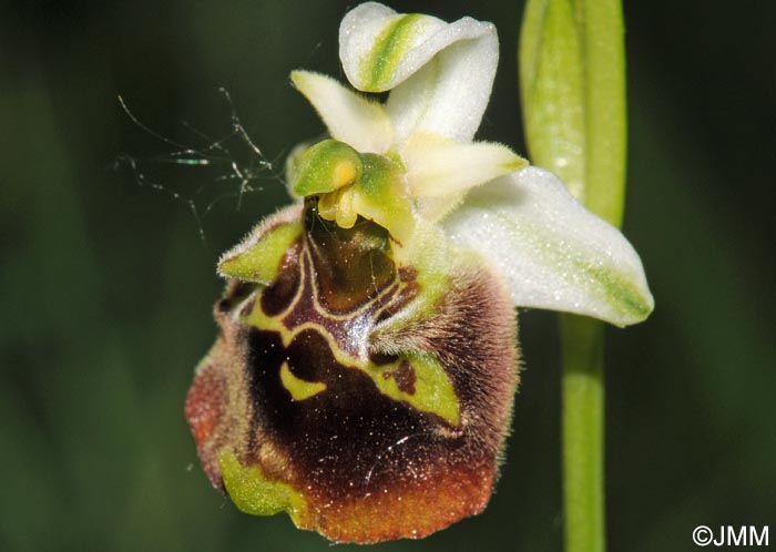 Ophrys temperans