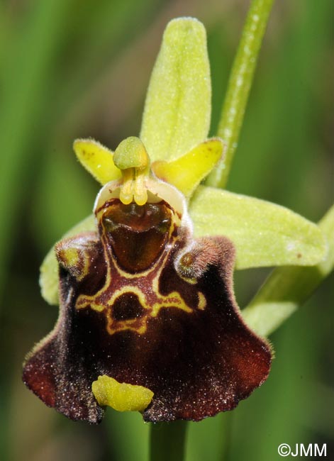 Ophrys temperans
