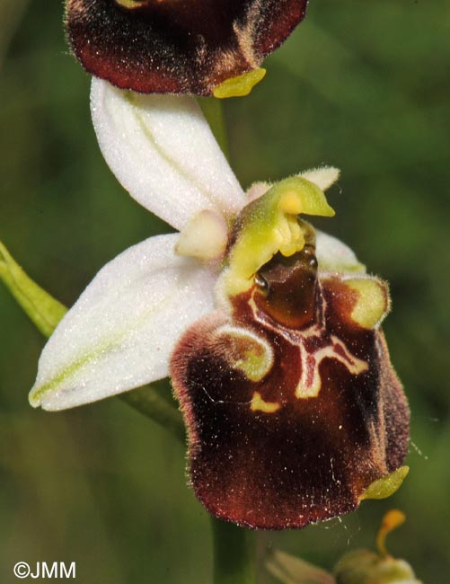 Ophrys temperans