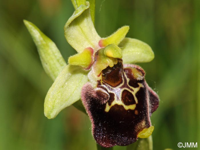 Ophrys temperans