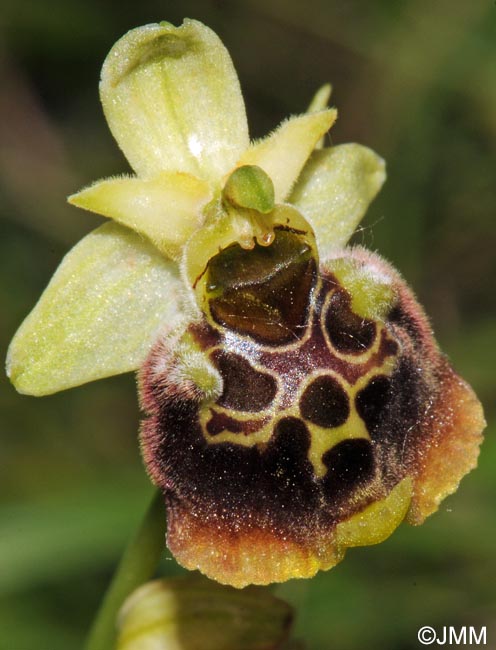 Ophrys temperans