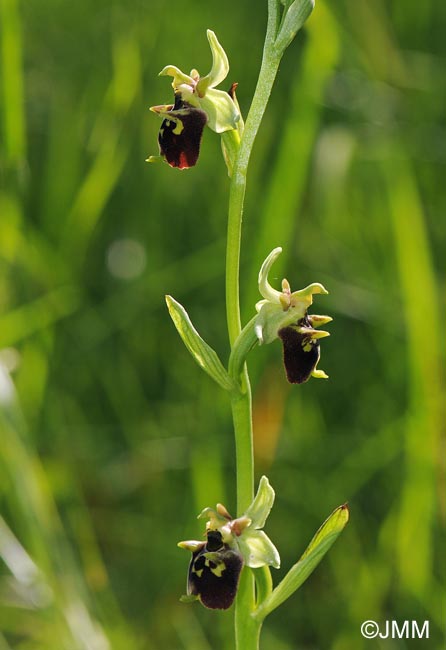 Ophrys temperans