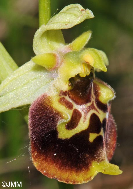 Ophrys temperans