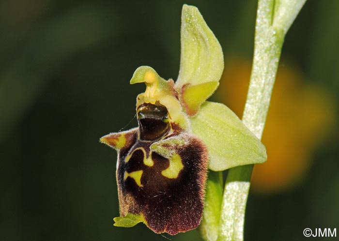 Ophrys temperans