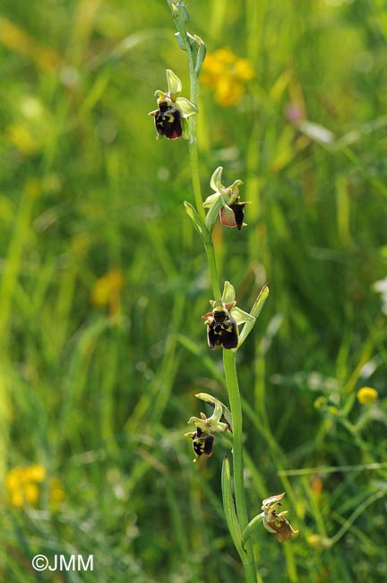 Ophrys temperans