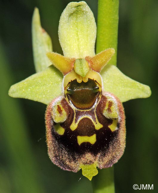 Ophrys temperans