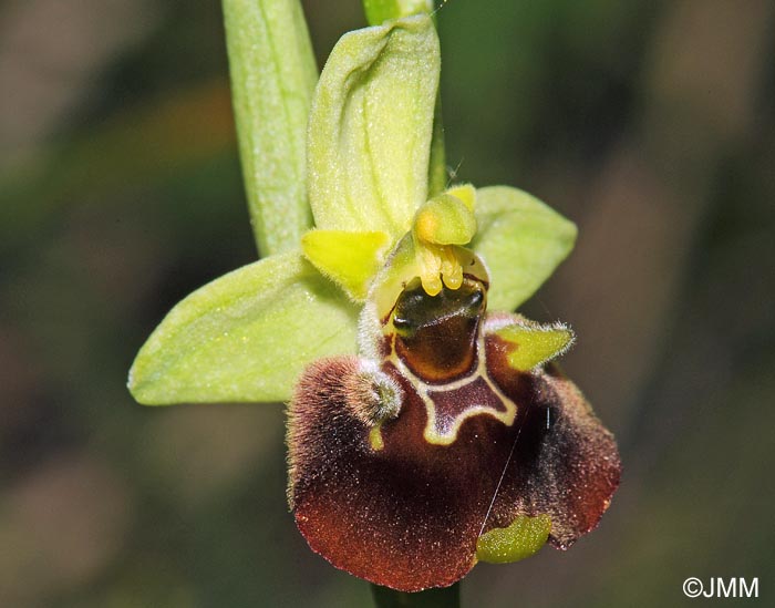 Ophrys temperans