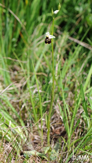 Ophrys temperans