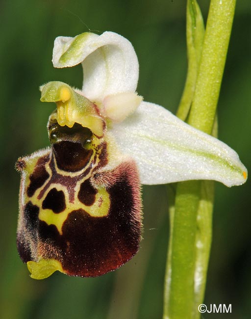 Ophrys temperans