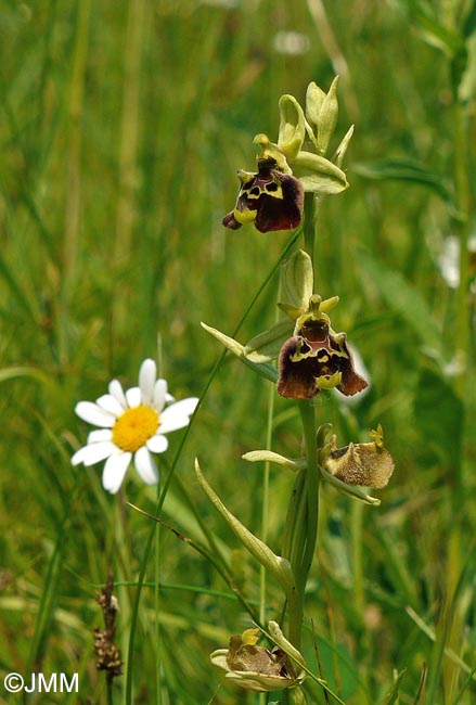Ophrys temperans
