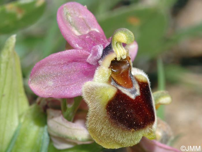 Ophrys korae