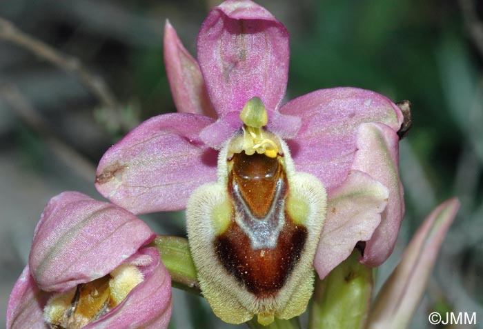 Ophrys korae