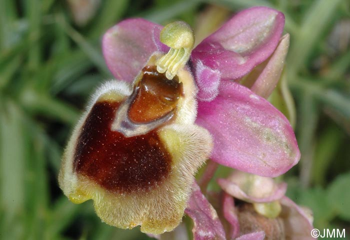 Ophrys korae