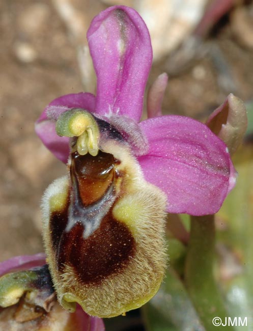 Ophrys korae