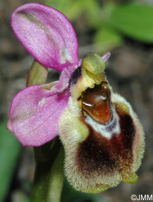 Ophrys korae
