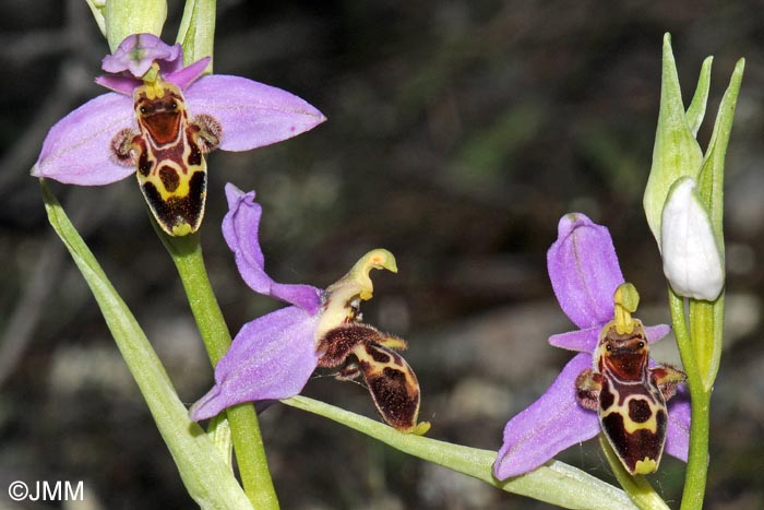 Ophrys sappho