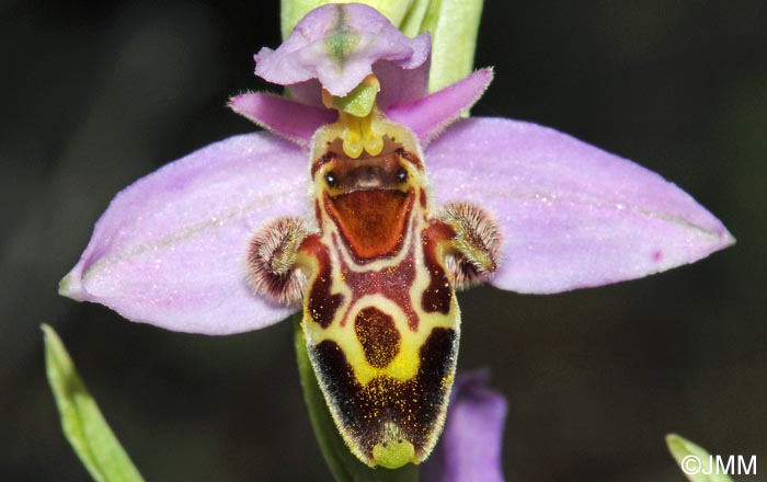 Ophrys sappho