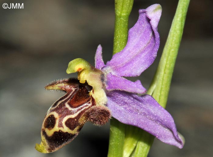 Ophrys sappho