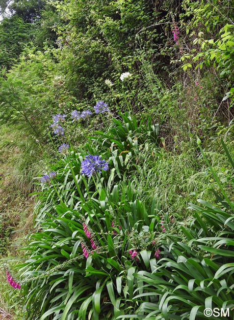 Agapanthus praecox subsp. orientalis & Digitalis purpurea