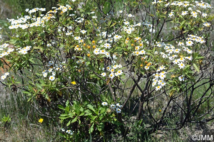 Argyranthemum pinnatifidum subsp. pinnatifidum