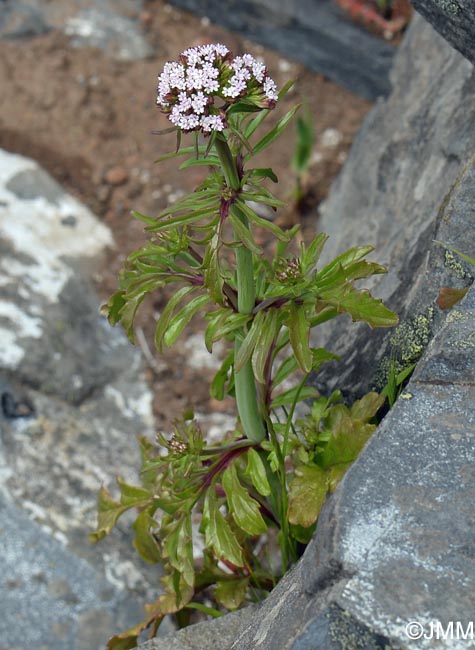 Centranthus calcitrapae