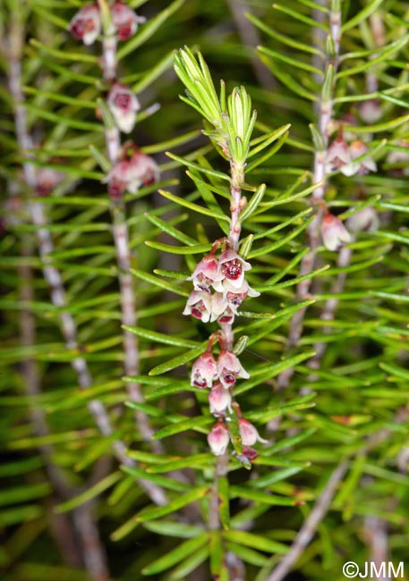 Erica platycodon subsp. maderincola