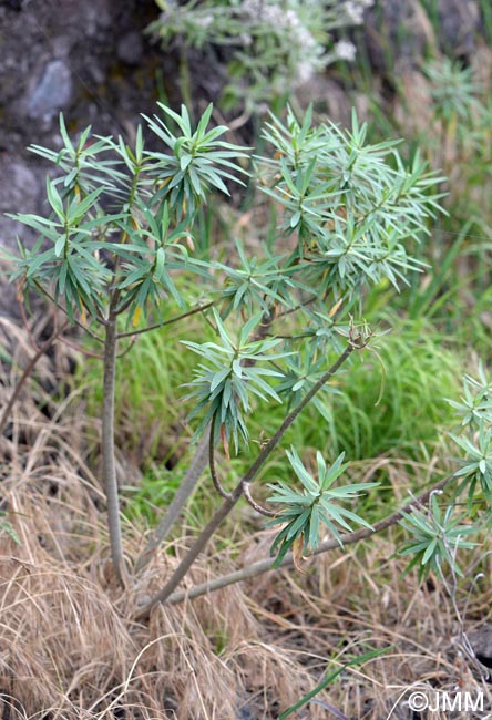 Euphorbia pistacoria
