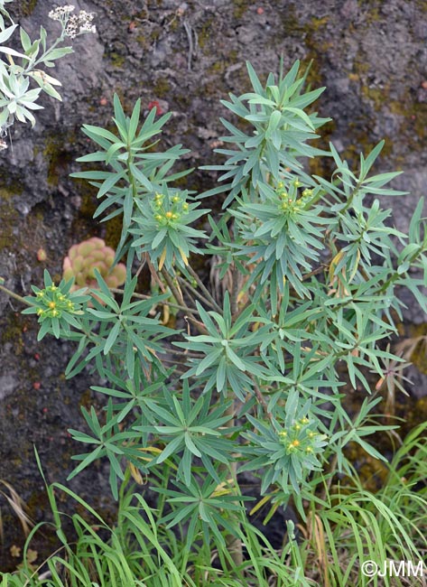 Euphorbia pistacoria & Helichrysum melaleucum