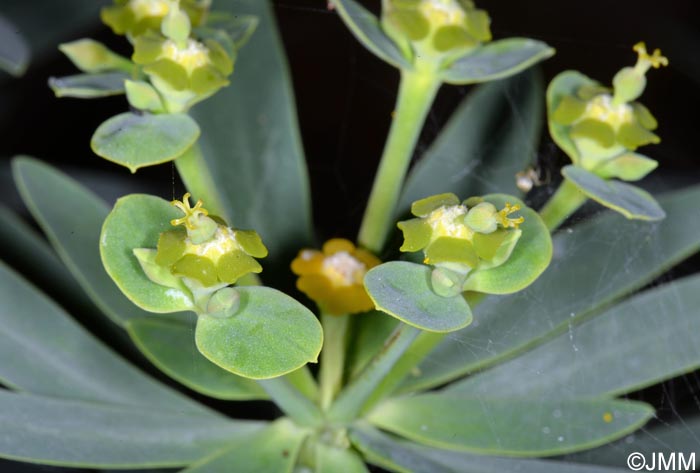 Euphorbia pistacoria