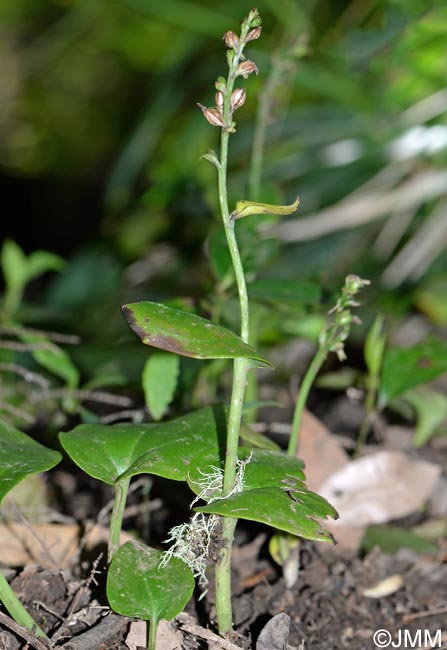 Gennaria diphylla f. triphylla
