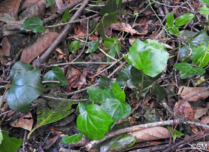 Hedera maderensis subsp. maderensis