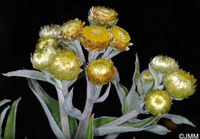Helichrysum foetidum