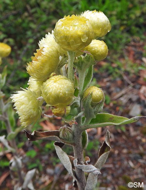Helichrysum foetidum