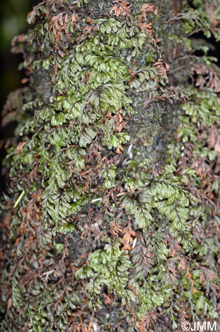 Hymenophyllum wilsonii