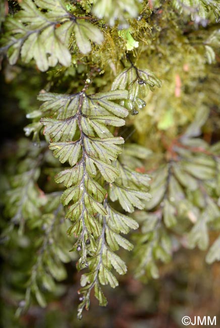 Hymenophyllum wilsonii