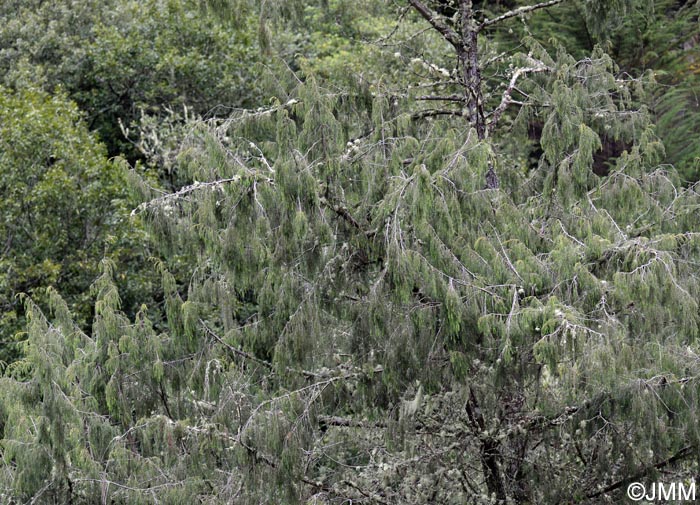 Juniperus cedrus subsp. maderensis