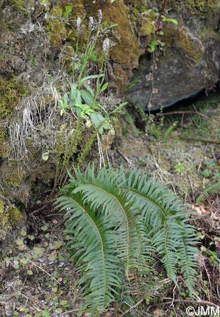 Polystichum falcinellum & Neotinea maculata