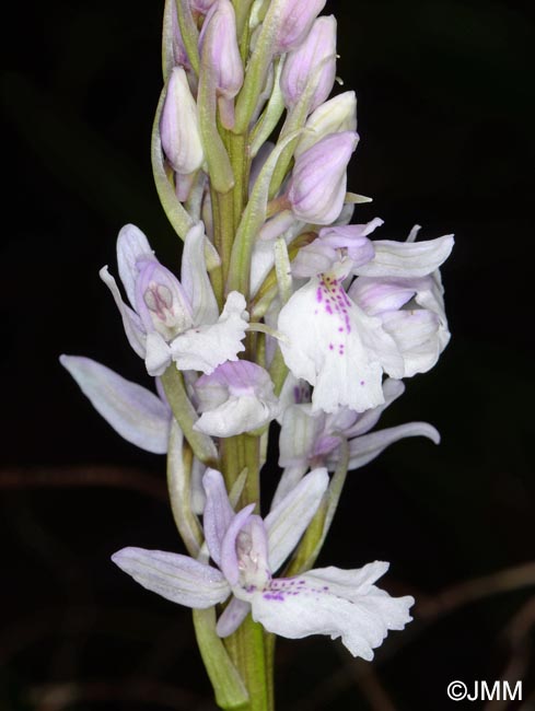Orchis scopulorum