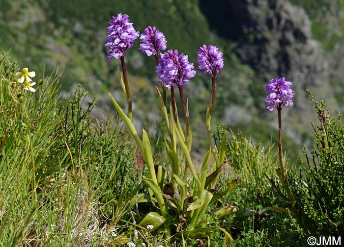 Orchis scopulorum