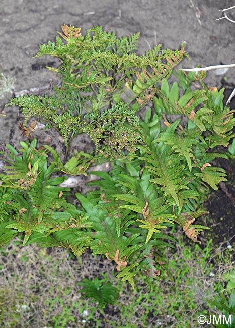 Polypodium macaronesicum & Davallia canariensis