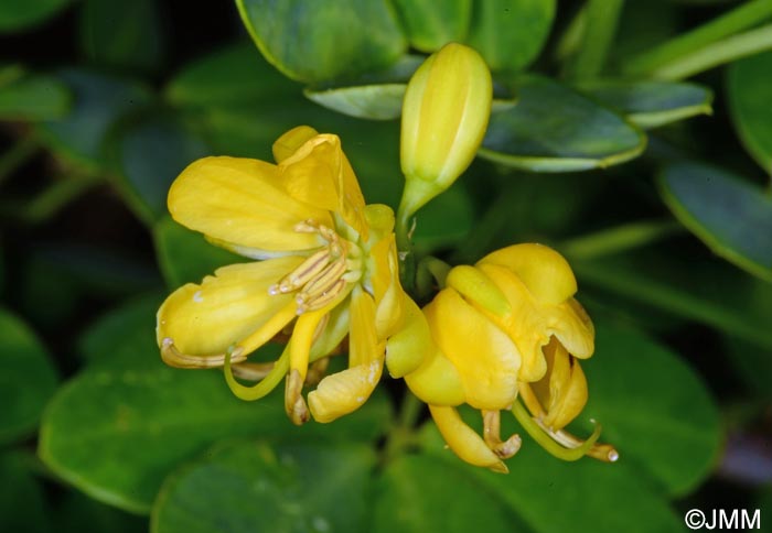 Senna alexandrina = Cassia angustifolia