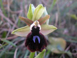 Ophrys melitensis