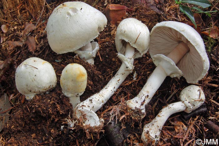 Agaricus essettei = Agaricus abruptibulbus ss auct.