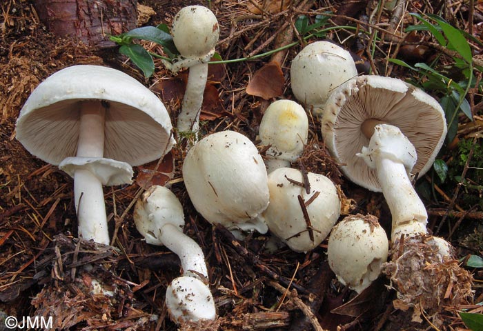 Agaricus essettei = Agaricus abruptibulbus ss auct.