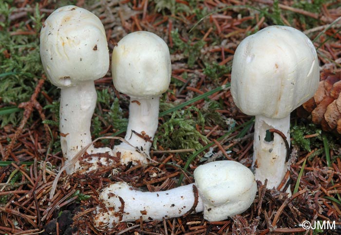 Agaricus essettei = Agaricus abruptibulbus ss auct.